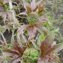 Sambucus tigranii jeune feuille P18